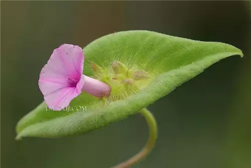 全球罕见奇花异草，第一个就吓到我了！