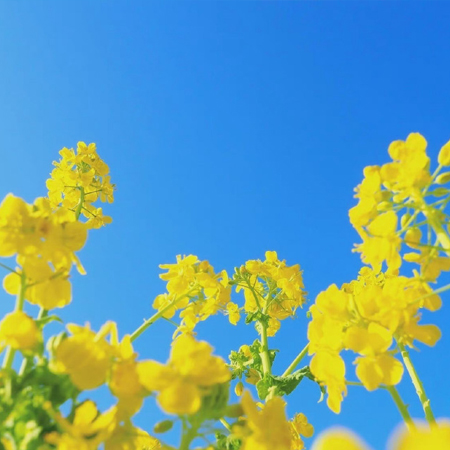 高清油菜花图片大全