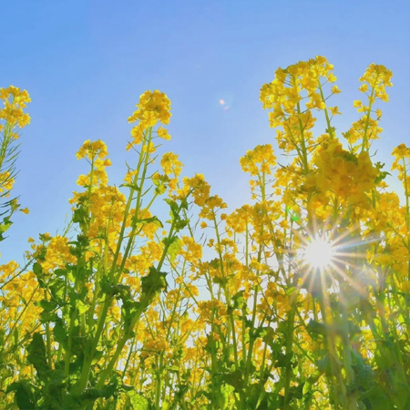 高清油菜花图片大全