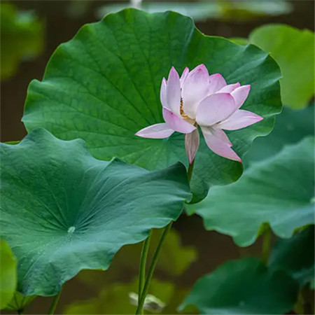 荷花图片大全高清真实